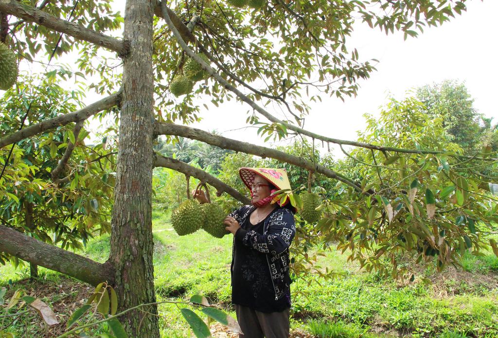 Người dân luôn chủ động các giải pháp để phòng chống xâm nhập mặn, bảo vệ vườn cây ăn trái. 