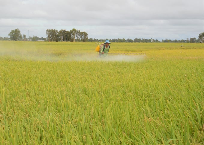 Nhờ sử dụng thuốc phòng, trị bệnh lem lép hạt Teacher 400SC của Công ty Phú Nông nên 20 ha lúa của gia đình anh Nhân sạch bệnh, hạt lúa no tròn, rất sáng màu. Ảnh: Minh Khánh.