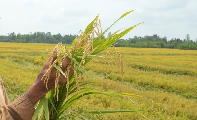 Sử dụng thuốc Teacher 400SC phòng, trị bệnh lem lép hạt, cây lúa sạch bệnh, bông to, hạt lúa no tròn, rất sáng màu. Ảnh: Gia Bảo.