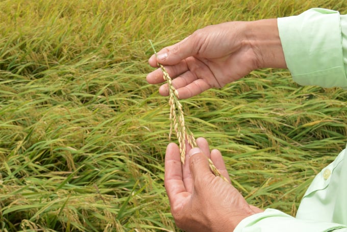 Nông dân rất tin tưởng khi sử dụng thuốc Teacher 400SC để phòng, trị bệnh lem lép hạt, bông lúa sạch bệnh, hạt lúa no tròn và sáng bóng. Ảnh: Minh Khánh.