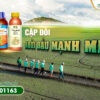 Raykat Start – Giải pháp giúp lúa khoẻ