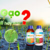 Miceo 620EC và Butapro 550EC có quản lý được cỏ gạo ?