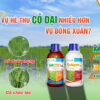 Vì sao vụ Hè Thu cỏ dại nhiều hơn vụ Đông Xuân?